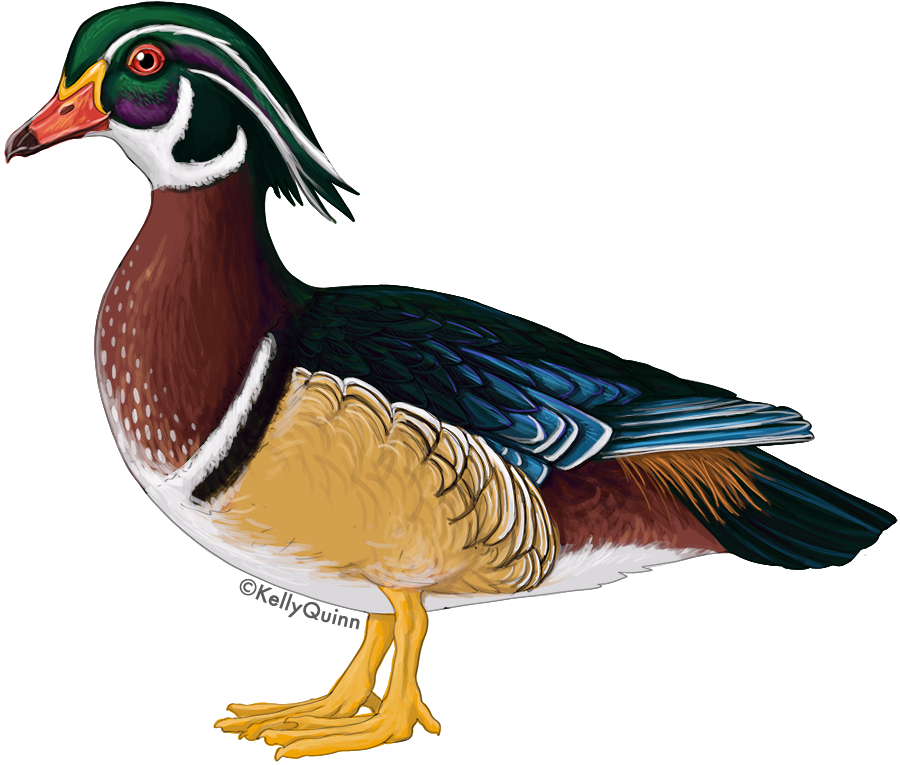 Wood Duck